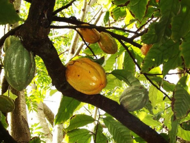 cacao-1